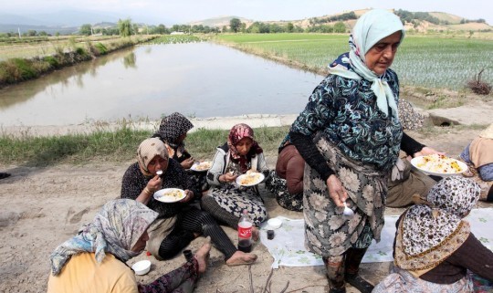 نشاء طعم ایرانی در گلستان