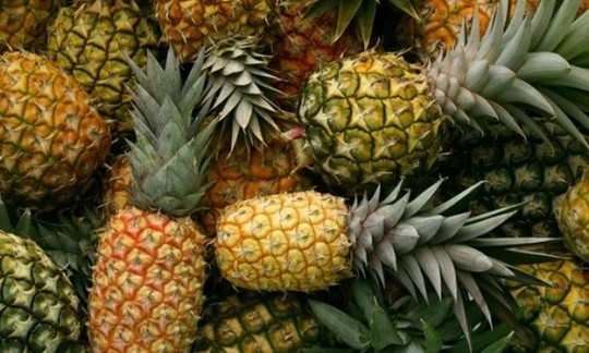 رسوب 300 تن محصول آناناس در گمرک/تصمیمات یک شبه به وارد کننده آسیب می‌زند