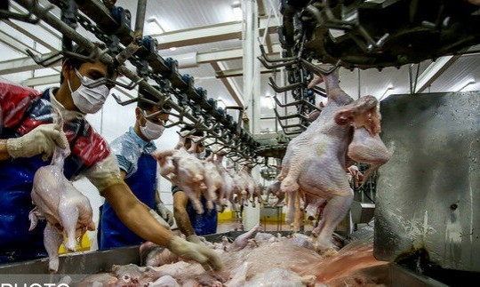 قیمت مرغ منجمد تنظیم بازاری ۱۳۵۰۰ تومان