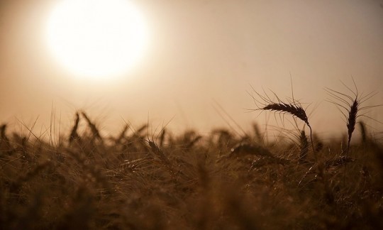  هشدار درباره کاهش تولید گندم در سال آینده/ دولت خبری از کاهش مصرف کود و پوکی گندم‌ها ندارد؟ 