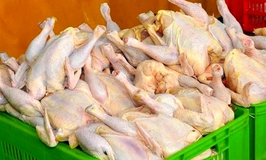 انحراف شدید در توزیع مرغ/ صدور حواله‌های سنگین بدون نظارت