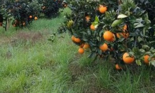 قیمت پرتقال در باغ  ٢٠٠٠ تومان؛ فروش در بازار۲۰ هزار تومان!