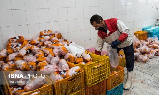 گرانفروشی مرغ ربطی به وزارت جهاد کشاورزی ندارد/ کمبودی در تولید مرغ نداریم                                                          
