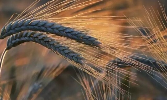 اخراج وزیر کشاورزی قزاقستان به دلیل خسارت خشکسالی