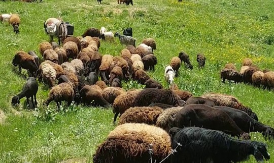 مصوبه خرید حمایتی دام روستایی مشکلات بسیاری دارد/ تبصره ها شفاف نیست