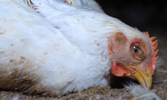 آنفلوآنزای پرندگان؛ تهدیدی جدید برای تولید و قیمت گوشت مرغ