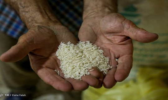 هزینه واردات برنج و روغن زیاد می‌شود