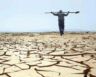 ۲۹ هزار هکتار از اراضی کشاورزی استان ایلام بیمه هستند