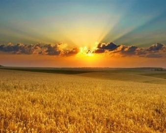 برنامه‌ریزی برای جهش تولید گندم دیم در استان زنجان/ تسهیلات کم‌بهره برای مکانیزاسیون ارائه می‌شود