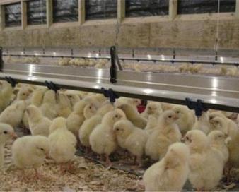 2 میلیون و 550 هزار قطعه جوجهریزی در استان مرکزی انجام شد