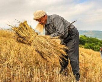 فعالیت ۱۲۰ هزار نفر به عنوان کشاورز در استان اردبیل