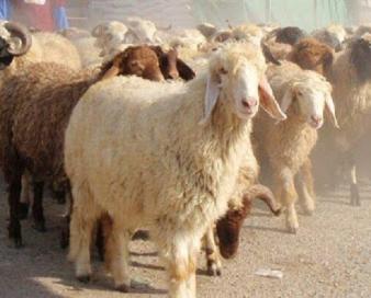 صنعت دامداری ایلام در آستانه ورشکستگی/ دام ها حراج شدند