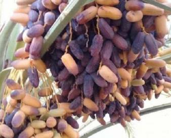 میز ملی خرما در دشتستان برگزار می‌شود/ تغییر به نفع نخلداران