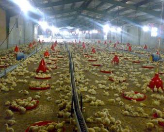 توزیع ۲۴۰هزار قطعه جوجه رایگان در بین مرغداریهای نیمه فعال قزوین