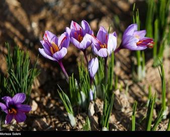 سخنگوی کمیسیون کشاورزی مجلس: اجازه ورود دلالان و مافیای زعفران را به بورس کالا نمی‌دهیم