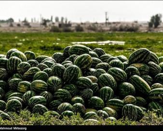 وضع عوارض بر محصولات جالیزی چقدر به اصلاح الگوی کشت کمک می‌کند؟