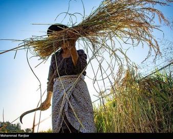 گشایش انبار و نماد معاملاتی برنجی در بورس کالا