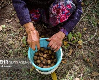 دست کشاورزان در پوست گردو/ سرمازدگی بلای جان کشاورزی کرمان