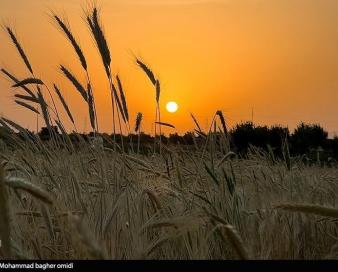 افزایش 50 درصدی تولیدات کشاورزی چهارمحال و بختیاری