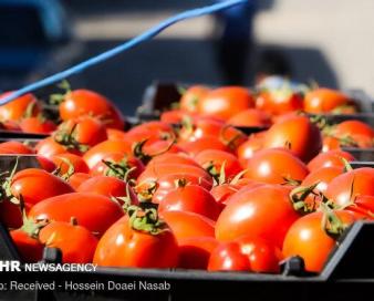 تعرفه صادرات گوجه فرنگی تولیدی در استان بوشهر صفر شد
