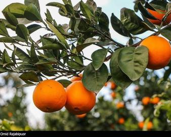 ثبت نام از متقاضیان صادرات مرکبات به چین در وزارت جهاد کشاورزی