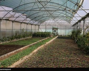 مساحت اراضی گلخانه‌ای در استان قزوین 525 درصد رشد کرد
