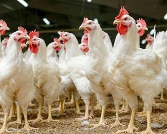 گزارش دستگاه‌های نظارتی از قصور جهاد کشاورزی درباره مرغ لاین آرین