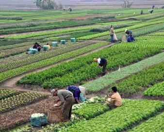 امنیت پایدار غذایی در گرو اصلاح الگوی کشت و کشت قراردادی