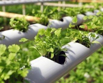 مهار تورم قیمت محصولات کشاورزی