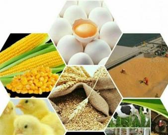 پاسخ به چالش‌های تأمین نهاده‌های دامی با اتکا به توان شرکت‌های دانش‌بنیان