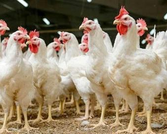 نتایج جبرانناپذیر تعلل در احیای مرغ آرین / امتیاز ویژه مرغ بومی چیست؟
