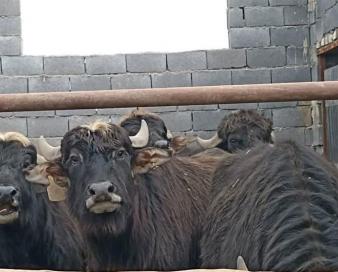 واردات 29 هزار راس دام سنگین از طریق مرزهای سیستان و بلوچستان