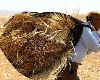 گندم‌کاران؛ بلاتکلیف‌ترین تولیدکنندگان در ۷ ماه گذشته