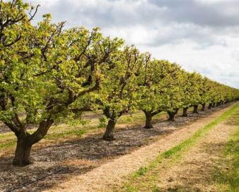 خسارت 128 میلیارد تومانی سرمازدگی به باغات و مزارع استان اصفهان