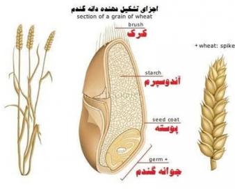 استان مرکزی پیش از استان‌های دیگر نهضت احیای نان کامل را اجرایی کرد