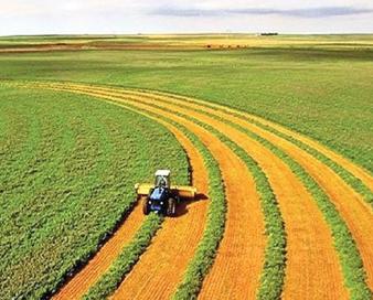 پوشش بیمه ای ۷۸ هزار هکتار از محصولات پاییزه خوزستان

 