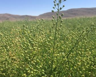 گیاه کاملینا نماد اقتصاد مقاومتی در دانههای روغنی