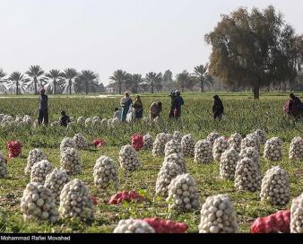 اختصاصی| تعرفه 100 درصدی صادرات پیاز برداشته شد