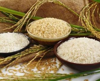 خبر خوش برای برنجکاران شمال/ اختصاص 40 هزار میلیارد برای خرید برنج مازندران با دستور رئیس جمهور