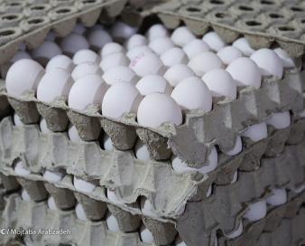 صادرات بیش از ۱۳۶ هزار تن تخم مرغ در سال گذشته