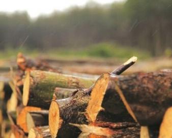 ۲۲ درصد چوب مورد نیاز کشور از طریق واردات تامین می‌شود