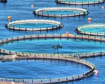 رشد ۱۵ درصدی صادرات محصولات شیلاتی