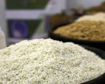 افزایش بی رویه واردات به بهانه تنظیم بازار منجر به دلسردی شالیکاران میشود