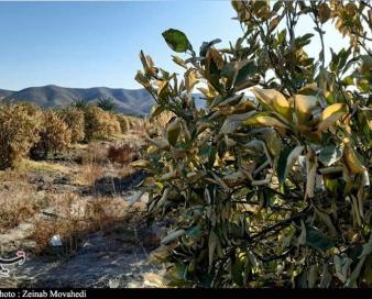 260 هکتار از مزارع بیارجمند دچار سرمازدگی شد