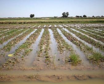 خسارت ۵۸۸ میلیاردی به بخش کشاورزی لرستان
