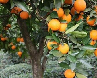 کمترین داده‌‌های آماری مازندران در بخش کشاورزی است