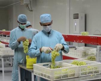 خودکفایی افغانستان در بیش از ۴۰ بخش