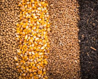 هشدار به وزیر جهاد کشاورزی درباره تخلف احتمالی در واردات ذرت