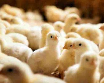 رشد ۳۲ درصدی جوجه‌ریزی در مرغداری‌های کرمانشاه