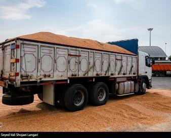 مقاومت مدیران وزارت جهاد برای جلوگیری از تخلف در واردات ذرت